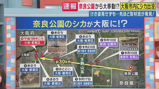 【悲報】鹿くん、うっかり奈良を出てしまったが為に「天然記念物」の資格を失ってしまう・・・ | 【悲報】鹿くん、うっかり奈良を出てしまったが為に「天然記念物」の資格を失ってしまう・・・ | やっちまった速報(画像26020519362216_2)