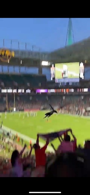 【動画】ネコさん、会場を盛り上げてしまうｗｗｗｗｗｗｗｗ | 【動画】ネコさん、会場を盛り上げてしまうｗｗｗｗｗｗｗｗ | 【動画】ネコさん、会場を盛り上げてしまうｗｗｗｗｗｗｗｗ | 【動画】ネコさん、会場を盛り上げてしまうｗｗｗｗｗｗｗｗ | やっちまった速報(画像31064425900903_4)