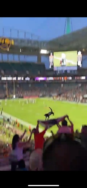 【動画】ネコさん、会場を盛り上げてしまうｗｗｗｗｗｗｗｗ | 【動画】ネコさん、会場を盛り上げてしまうｗｗｗｗｗｗｗｗ | 【動画】ネコさん、会場を盛り上げてしまうｗｗｗｗｗｗｗｗ | 【動画】ネコさん、会場を盛り上げてしまうｗｗｗｗｗｗｗｗ | 【動画】ネコさん、会場を盛り上げてしまうｗｗｗｗｗｗｗｗ | やっちまった速報(画像31064426360151_5)