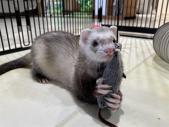 【画像】イタチとかいう動物を見たことあるやつ、存在しないww | 【画像】イタチとかいう動物を見たことあるやつ、存在しないww | 【画像】イタチとかいう動物を見たことあるやつ、存在しないww | 【画像】イタチとかいう動物を見たことあるやつ、存在しないww | 【画像】イタチとかいう動物を見たことあるやつ、存在しないww | 【画像】イタチとかいう動物を見たことあるやつ、存在しないww | 【画像】イタチとかいう動物を見たことあるやつ、存在しないww | 【画像】イタチとかいう動物を見たことあるやつ、存在しないww | 【画像】イタチとかいう動物を見たことあるやつ、存在しないww | 【画像】イタチとかいう動物を見たことあるやつ、存在しないww | 【画像】イタチとかいう動物を見たことあるやつ、存在しないww | やっちまった速報(画像24042528986706_11)