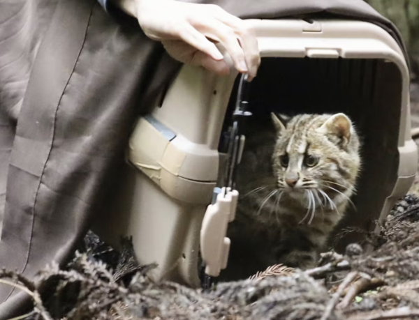 【画像】イタチとかいう動物を見たことあるやつ、存在しないww | 【画像】イタチとかいう動物を見たことあるやつ、存在しないww | 【画像】イタチとかいう動物を見たことあるやつ、存在しないww | 【画像】イタチとかいう動物を見たことあるやつ、存在しないww | 【画像】イタチとかいう動物を見たことあるやつ、存在しないww | 【画像】イタチとかいう動物を見たことあるやつ、存在しないww | 【画像】イタチとかいう動物を見たことあるやつ、存在しないww | 【画像】イタチとかいう動物を見たことあるやつ、存在しないww | 【画像】イタチとかいう動物を見たことあるやつ、存在しないww | 【画像】イタチとかいう動物を見たことあるやつ、存在しないww | 【画像】イタチとかいう動物を見たことあるやつ、存在しないww | 【画像】イタチとかいう動物を見たことあるやつ、存在しないww | 【画像】イタチとかいう動物を見たことあるやつ、存在しないww | 【画像】イタチとかいう動物を見たことあるやつ、存在しないww | 【画像】イタチとかいう動物を見たことあるやつ、存在しないww | 【画像】イタチとかいう動物を見たことあるやつ、存在しないww | 【画像】イタチとかいう動物を見たことあるやつ、存在しないww | 【画像】イタチとかいう動物を見たことあるやつ、存在しないww | やっちまった速報(画像24042532421447_18)
