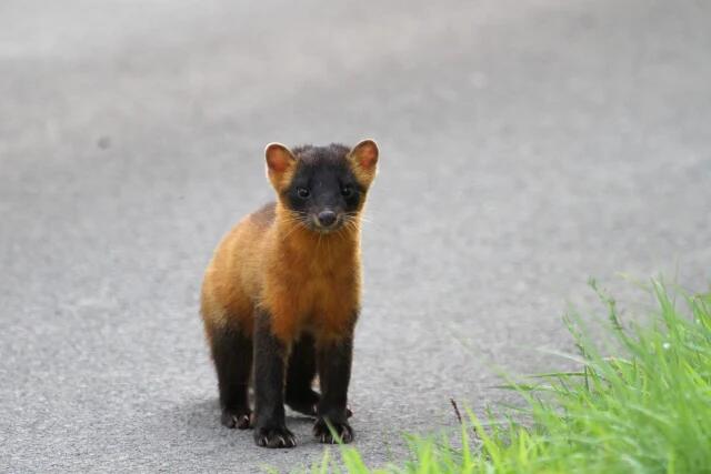 【画像】イタチとかいう動物を見たことあるやつ、存在しないww | 【画像】イタチとかいう動物を見たことあるやつ、存在しないww | 【画像】イタチとかいう動物を見たことあるやつ、存在しないww | 【画像】イタチとかいう動物を見たことあるやつ、存在しないww | 【画像】イタチとかいう動物を見たことあるやつ、存在しないww | 【画像】イタチとかいう動物を見たことあるやつ、存在しないww | 【画像】イタチとかいう動物を見たことあるやつ、存在しないww | やっちまった速報(画像24042526929459_7)