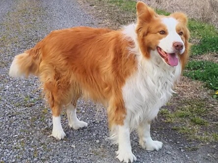 【画像】捨て犬の軍団、山で野生化してしまうｗｗｗｗｗｗｗ | 【画像】捨て犬の軍団、山で野生化してしまうｗｗｗｗｗｗｗ | 【画像】捨て犬の軍団、山で野生化してしまうｗｗｗｗｗｗｗ | 【画像】捨て犬の軍団、山で野生化してしまうｗｗｗｗｗｗｗ | 【画像】捨て犬の軍団、山で野生化してしまうｗｗｗｗｗｗｗ | 【画像】捨て犬の軍団、山で野生化してしまうｗｗｗｗｗｗｗ | 【画像】捨て犬の軍団、山で野生化してしまうｗｗｗｗｗｗｗ | 【画像】捨て犬の軍団、山で野生化してしまうｗｗｗｗｗｗｗ | 【画像】捨て犬の軍団、山で野生化してしまうｗｗｗｗｗｗｗ | 【画像】捨て犬の軍団、山で野生化してしまうｗｗｗｗｗｗｗ | やっちまった速報(画像24072513903090_10)