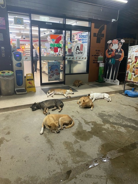 【画像】捨て犬の軍団、山で野生化してしまうｗｗｗｗｗｗｗ | 【画像】捨て犬の軍団、山で野生化してしまうｗｗｗｗｗｗｗ | 【画像】捨て犬の軍団、山で野生化してしまうｗｗｗｗｗｗｗ | 【画像】捨て犬の軍団、山で野生化してしまうｗｗｗｗｗｗｗ | 【画像】捨て犬の軍団、山で野生化してしまうｗｗｗｗｗｗｗ | 【画像】捨て犬の軍団、山で野生化してしまうｗｗｗｗｗｗｗ | 【画像】捨て犬の軍団、山で野生化してしまうｗｗｗｗｗｗｗ | 【画像】捨て犬の軍団、山で野生化してしまうｗｗｗｗｗｗｗ | 【画像】捨て犬の軍団、山で野生化してしまうｗｗｗｗｗｗｗ | 【画像】捨て犬の軍団、山で野生化してしまうｗｗｗｗｗｗｗ | 【画像】捨て犬の軍団、山で野生化してしまうｗｗｗｗｗｗｗ | 【画像】捨て犬の軍団、山で野生化してしまうｗｗｗｗｗｗｗ | 【画像】捨て犬の軍団、山で野生化してしまうｗｗｗｗｗｗｗ | やっちまった速報(画像24072515255497_13)