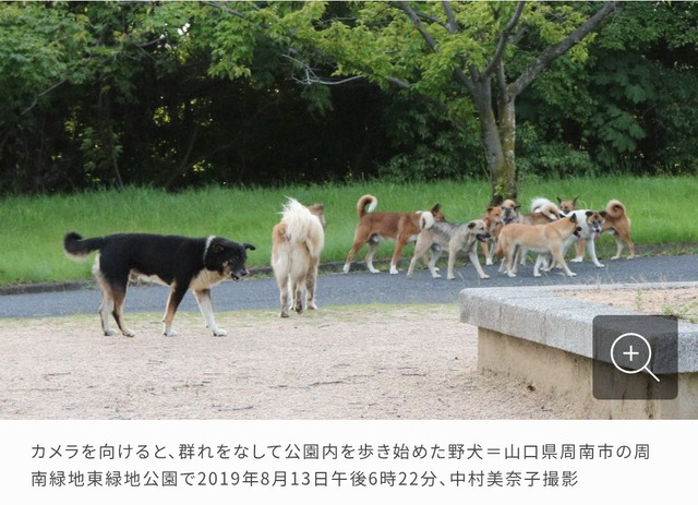 【画像】捨て犬の軍団、山で野生化してしまうｗｗｗｗｗｗｗ | 【画像】捨て犬の軍団、山で野生化してしまうｗｗｗｗｗｗｗ | 【画像】捨て犬の軍団、山で野生化してしまうｗｗｗｗｗｗｗ | 【画像】捨て犬の軍団、山で野生化してしまうｗｗｗｗｗｗｗ | 【画像】捨て犬の軍団、山で野生化してしまうｗｗｗｗｗｗｗ | 【画像】捨て犬の軍団、山で野生化してしまうｗｗｗｗｗｗｗ | 【画像】捨て犬の軍団、山で野生化してしまうｗｗｗｗｗｗｗ | 【画像】捨て犬の軍団、山で野生化してしまうｗｗｗｗｗｗｗ | やっちまった速報(画像24072512956447_8)