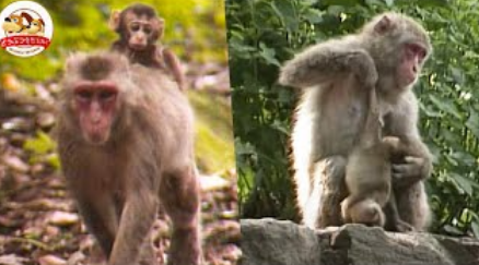 【悲報】保護者「修学旅行に6万6000円は高すぎだろ！」学校「じゃあ中止で」
 | やっちまった速報(最新記事13)