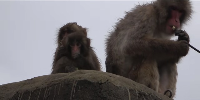 【悲報】パンチくん神話、すべてが茶番で終わるｗｗｗ | 【悲報】パンチくん神話、すべてが茶番で終わるｗｗｗ | 【悲報】パンチくん神話、すべてが茶番で終わるｗｗｗ | やっちまった速報(画像26182544546233_3)