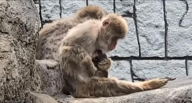 【悲報】パンチくん神話、すべてが茶番で終わるｗｗｗ | 【悲報】パンチくん神話、すべてが茶番で終わるｗｗｗ | 【悲報】パンチくん神話、すべてが茶番で終わるｗｗｗ | 【悲報】パンチくん神話、すべてが茶番で終わるｗｗｗ | やっちまった速報(画像26182544986129_4)