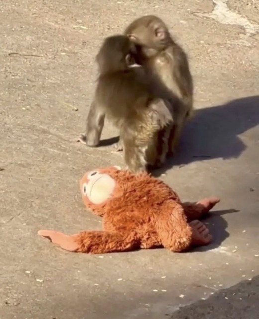 【悲報】パンチくん神話、すべてが茶番で終わるｗｗｗ | 【悲報】パンチくん神話、すべてが茶番で終わるｗｗｗ | 【悲報】パンチくん神話、すべてが茶番で終わるｗｗｗ | 【悲報】パンチくん神話、すべてが茶番で終わるｗｗｗ | 【悲報】パンチくん神話、すべてが茶番で終わるｗｗｗ | 【悲報】パンチくん神話、すべてが茶番で終わるｗｗｗ | やっちまった速報(画像26182545872787_6)