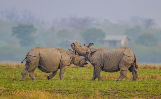 【悲報】サイのセ●クスを邪魔した男性、2回も突き上げられ重傷 | 【悲報】サイのセ●クスを邪魔した男性、2回も突き上げられ重傷 | やっちまった速報(画像29203823017424_2)
