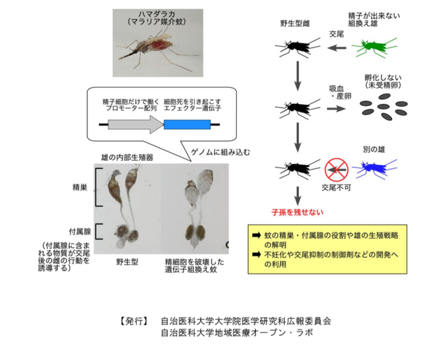 【悲報】蚊、6400万匹放出wwwwwwwwwww | 【悲報】蚊、6400万匹放出wwwwwwwwwww | 【悲報】蚊、6400万匹放出wwwwwwwwwww | 【悲報】蚊、6400万匹放出wwwwwwwwwww | やっちまった速報(画像05025845878618_4)