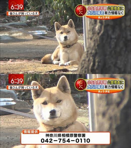 相模原の河川敷でＪＫ（１７）死体が見つかる　前日夜に座間で捜索願あり | 相模原の河川敷でＪＫ（１７）死体が見つかる　前日夜に座間で捜索願あり | 相模原の河川敷でＪＫ（１７）死体が見つかる　前日夜に座間で捜索願あり | やっちまった速報(画像11154912889098_3)