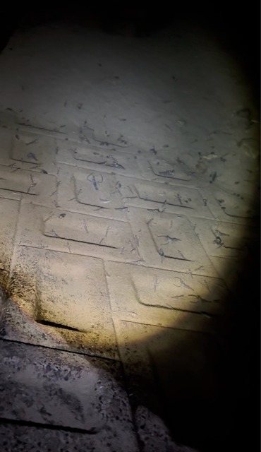 【画像】多摩川でテナガエビを釣ってきた | 【画像】多摩川でテナガエビを釣ってきた | 【画像】多摩川でテナガエビを釣ってきた | 【画像】多摩川でテナガエビを釣ってきた | 【画像】多摩川でテナガエビを釣ってきた | 【画像】多摩川でテナガエビを釣ってきた | 【画像】多摩川でテナガエビを釣ってきた | 【画像】多摩川でテナガエビを釣ってきた | やっちまった速報(画像25031902410554_8)
