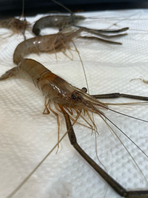 【画像】多摩川でテナガエビを釣ってきた | 【画像】多摩川でテナガエビを釣ってきた | 【画像】多摩川でテナガエビを釣ってきた | 【画像】多摩川でテナガエビを釣ってきた | 【画像】多摩川でテナガエビを釣ってきた | 【画像】多摩川でテナガエビを釣ってきた | 【画像】多摩川でテナガエビを釣ってきた | 【画像】多摩川でテナガエビを釣ってきた | 【画像】多摩川でテナガエビを釣ってきた | やっちまった速報(画像25031902711199_9)