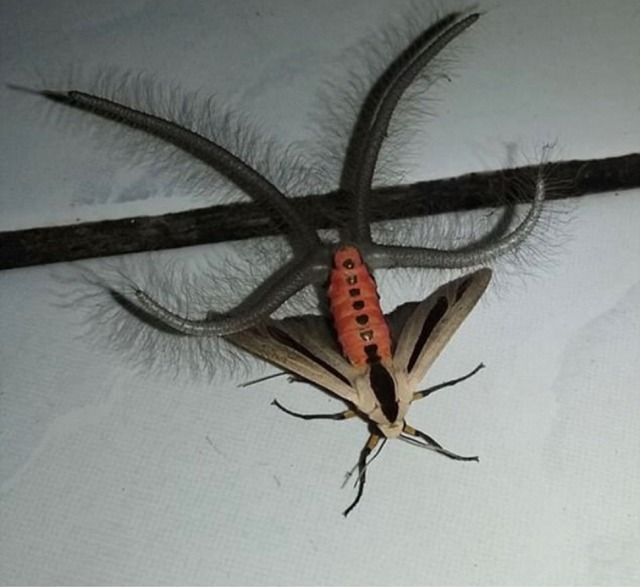 やっちまった速報(画像17010438200056_13)