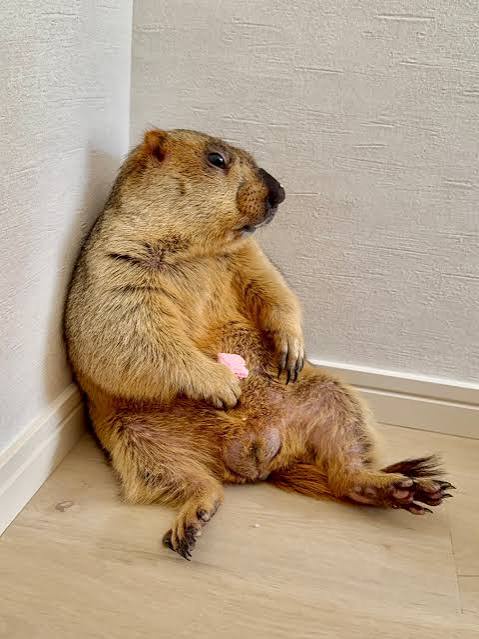 やっちまった速報(画像17155632679351_15)