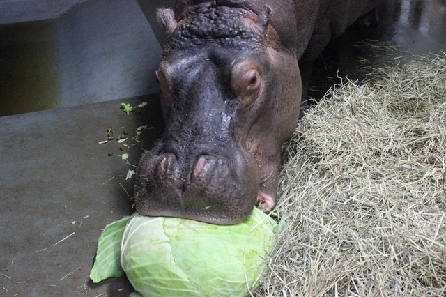 バカ「毎月の食費が高くて…」 ワイ「キャベツ一玉200円」 バカ「へ…？」 ワイ「だいたいどこのスーパーもキャベツ一玉200円だよ！」 | バカ「毎月の食費が高くて…」 ワイ「キャベツ一玉200円」 バカ「へ…？」 ワイ「だいたいどこのスーパーもキャベツ一玉200円だよ！」 | バカ「毎月の食費が高くて…」 ワイ「キャベツ一玉200円」 バカ「へ…？」 ワイ「だいたいどこのスーパーもキャベツ一玉200円だよ！」 | やっちまった速報(画像11184829125774_3)