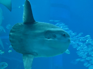 【噂】パチスロ「パリピ孔明」開発中！？
 | やっちまった速報(最新記事1)