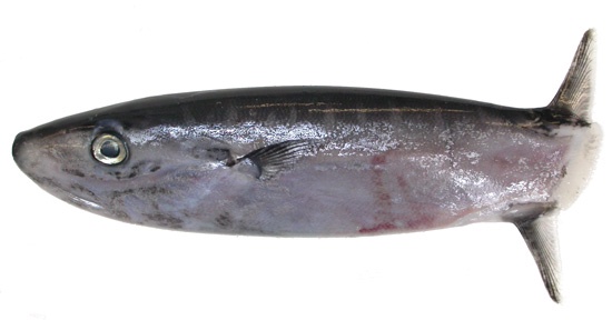 【画像】マンボウさん、いらなさ過ぎて９８円で売られてしまうｗｗｗ | 【画像】マンボウさん、いらなさ過ぎて９８円で売られてしまうｗｗｗ | 【画像】マンボウさん、いらなさ過ぎて９８円で売られてしまうｗｗｗ | 【画像】マンボウさん、いらなさ過ぎて９８円で売られてしまうｗｗｗ | 【画像】マンボウさん、いらなさ過ぎて９８円で売られてしまうｗｗｗ | 【画像】マンボウさん、いらなさ過ぎて９８円で売られてしまうｗｗｗ | やっちまった速報(画像11194849329651_6)