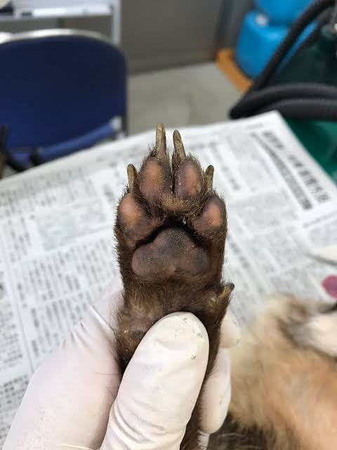 【動画】タヌキ、ついに友達にハグをするｗｗｗｗｗｗｗｗ | 【動画】タヌキ、ついに友達にハグをするｗｗｗｗｗｗｗｗ | 【動画】タヌキ、ついに友達にハグをするｗｗｗｗｗｗｗｗ | 【動画】タヌキ、ついに友達にハグをするｗｗｗｗｗｗｗｗ | やっちまった速報(画像13063830668034_4)