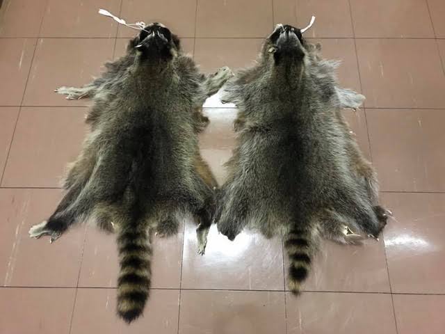 【動画】タヌキ、ついに友達にハグをするｗｗｗｗｗｗｗｗ | 【動画】タヌキ、ついに友達にハグをするｗｗｗｗｗｗｗｗ | 【動画】タヌキ、ついに友達にハグをするｗｗｗｗｗｗｗｗ | 【動画】タヌキ、ついに友達にハグをするｗｗｗｗｗｗｗｗ | 【動画】タヌキ、ついに友達にハグをするｗｗｗｗｗｗｗｗ | 【動画】タヌキ、ついに友達にハグをするｗｗｗｗｗｗｗｗ | 【動画】タヌキ、ついに友達にハグをするｗｗｗｗｗｗｗｗ | 【動画】タヌキ、ついに友達にハグをするｗｗｗｗｗｗｗｗ | 【動画】タヌキ、ついに友達にハグをするｗｗｗｗｗｗｗｗ | やっちまった速報(画像13063832993990_9)