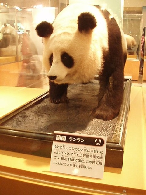 【画像】日本の博物館、とんでもない大行列になってしまうｗｗｗｗｗｗ | 【画像】日本の博物館、とんでもない大行列になってしまうｗｗｗｗｗｗ | 【画像】日本の博物館、とんでもない大行列になってしまうｗｗｗｗｗｗ | 【画像】日本の博物館、とんでもない大行列になってしまうｗｗｗｗｗｗ | やっちまった速報(画像22173831280637_4)