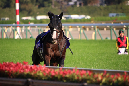 【訃報】ダンビュライト死亡 | 【訃報】ダンビュライト死亡 | やっちまった速報(画像23215525808333_2)