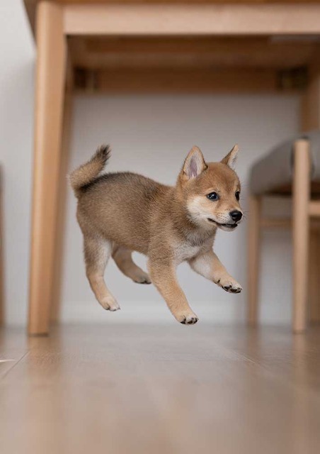 【朗報】明らかに合成の犬、発見されるｗｗｗ | 【朗報】明らかに合成の犬、発見されるｗｗｗ | 【朗報】明らかに合成の犬、発見されるｗｗｗ | 【朗報】明らかに合成の犬、発見されるｗｗｗ | 【朗報】明らかに合成の犬、発見されるｗｗｗ | 【朗報】明らかに合成の犬、発見されるｗｗｗ | 【朗報】明らかに合成の犬、発見されるｗｗｗ | 【朗報】明らかに合成の犬、発見されるｗｗｗ | 【朗報】明らかに合成の犬、発見されるｗｗｗ | 【朗報】明らかに合成の犬、発見されるｗｗｗ | やっちまった速報(画像03065259800582_10)