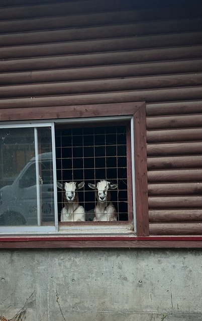 【朗報】明らかに合成の犬、発見されるｗｗｗ | 【朗報】明らかに合成の犬、発見されるｗｗｗ | 【朗報】明らかに合成の犬、発見されるｗｗｗ | 【朗報】明らかに合成の犬、発見されるｗｗｗ | 【朗報】明らかに合成の犬、発見されるｗｗｗ | 【朗報】明らかに合成の犬、発見されるｗｗｗ | 【朗報】明らかに合成の犬、発見されるｗｗｗ | 【朗報】明らかに合成の犬、発見されるｗｗｗ | 【朗報】明らかに合成の犬、発見されるｗｗｗ | 【朗報】明らかに合成の犬、発見されるｗｗｗ | 【朗報】明らかに合成の犬、発見されるｗｗｗ | 【朗報】明らかに合成の犬、発見されるｗｗｗ | 【朗報】明らかに合成の犬、発見されるｗｗｗ | 【朗報】明らかに合成の犬、発見されるｗｗｗ | やっちまった速報(画像03065303788964_14)