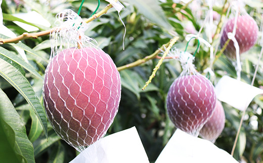 新聞記者「━━━戦争反対。この言葉が「お花畑」であってたまるか。」
 | やっちまった速報(最新記事5)