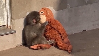 米軍当局「女子学校を爆撃したのはおそらく米軍っぽい…」トランプ「違う。イランのせいだぞ！」
 | やっちまった速報(最新記事2)