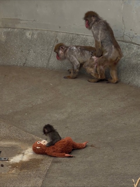 【動画】イジめられてる猿のガキ、未だにブームが収まらない模様ｗｗｗｗｗｗｗ | 【動画】イジめられてる猿のガキ、未だにブームが収まらない模様ｗｗｗｗｗｗｗ | やっちまった速報(画像08171545824773_2)