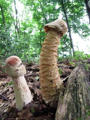 【画像】ワイのち●ち●の写真をAIでイラスト化した結果ｗｗｗｗｗｗ | 【画像】ワイのち●ち●の写真をAIでイラスト化した結果ｗｗｗｗｗｗ | 【画像】ワイのち●ち●の写真をAIでイラスト化した結果ｗｗｗｗｗｗ | 【画像】ワイのち●ち●の写真をAIでイラスト化した結果ｗｗｗｗｗｗ | 【画像】ワイのち●ち●の写真をAIでイラスト化した結果ｗｗｗｗｗｗ | やっちまった速報(画像17044852568388_5)