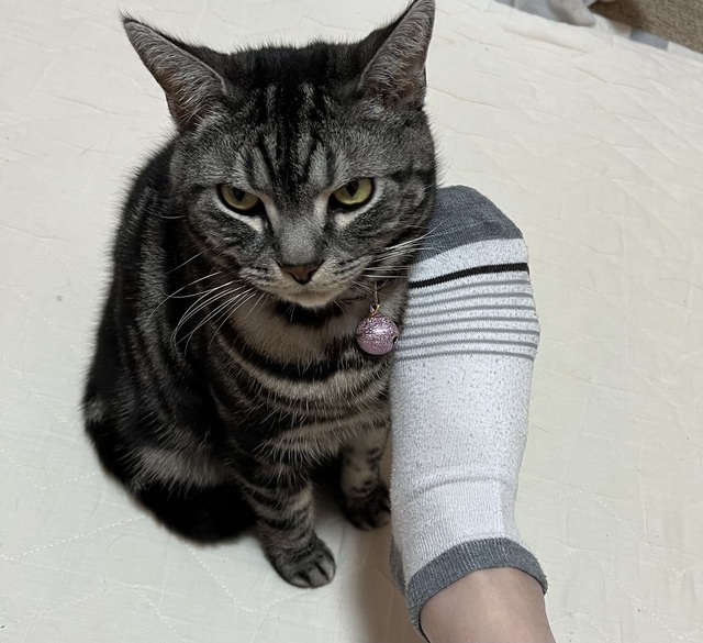 【悲報】ベトナム人、マジでネコを食べてる模様・・・・・ | 【悲報】ベトナム人、マジでネコを食べてる模様・・・・・ | やっちまった速報(画像19032914037176_2)