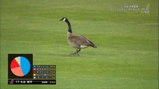 【画像】ワイ「たまには鳥さんの話しようや、ネット民の一番好きな鳥は？」 | 【画像】ワイ「たまには鳥さんの話しようや、ネット民の一番好きな鳥は？」 | 【画像】ワイ「たまには鳥さんの話しようや、ネット民の一番好きな鳥は？」 | 【画像】ワイ「たまには鳥さんの話しようや、ネット民の一番好きな鳥は？」 | 【画像】ワイ「たまには鳥さんの話しようや、ネット民の一番好きな鳥は？」 | 【画像】ワイ「たまには鳥さんの話しようや、ネット民の一番好きな鳥は？」 | 【画像】ワイ「たまには鳥さんの話しようや、ネット民の一番好きな鳥は？」 | 【画像】ワイ「たまには鳥さんの話しようや、ネット民の一番好きな鳥は？」 | 【画像】ワイ「たまには鳥さんの話しようや、ネット民の一番好きな鳥は？」 | 【画像】ワイ「たまには鳥さんの話しようや、ネット民の一番好きな鳥は？」 | やっちまった速報(画像27030610445987_10)
