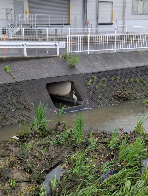 【画像】ワイ「たまには鳥さんの話しようや、ネット民の一番好きな鳥は？」 | 【画像】ワイ「たまには鳥さんの話しようや、ネット民の一番好きな鳥は？」 | 【画像】ワイ「たまには鳥さんの話しようや、ネット民の一番好きな鳥は？」 | 【画像】ワイ「たまには鳥さんの話しようや、ネット民の一番好きな鳥は？」 | 【画像】ワイ「たまには鳥さんの話しようや、ネット民の一番好きな鳥は？」 | 【画像】ワイ「たまには鳥さんの話しようや、ネット民の一番好きな鳥は？」 | 【画像】ワイ「たまには鳥さんの話しようや、ネット民の一番好きな鳥は？」 | 【画像】ワイ「たまには鳥さんの話しようや、ネット民の一番好きな鳥は？」 | 【画像】ワイ「たまには鳥さんの話しようや、ネット民の一番好きな鳥は？」 | 【画像】ワイ「たまには鳥さんの話しようや、ネット民の一番好きな鳥は？」 | 【画像】ワイ「たまには鳥さんの話しようや、ネット民の一番好きな鳥は？」 | 【画像】ワイ「たまには鳥さんの話しようや、ネット民の一番好きな鳥は？」 | 【画像】ワイ「たまには鳥さんの話しようや、ネット民の一番好きな鳥は？」 | やっちまった速報(画像27030611882777_13)