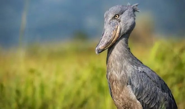 【画像】ワイ「たまには鳥さんの話しようや、ネット民の一番好きな鳥は？」 | 【画像】ワイ「たまには鳥さんの話しようや、ネット民の一番好きな鳥は？」 | 【画像】ワイ「たまには鳥さんの話しようや、ネット民の一番好きな鳥は？」 | 【画像】ワイ「たまには鳥さんの話しようや、ネット民の一番好きな鳥は？」 | 【画像】ワイ「たまには鳥さんの話しようや、ネット民の一番好きな鳥は？」 | 【画像】ワイ「たまには鳥さんの話しようや、ネット民の一番好きな鳥は？」 | 【画像】ワイ「たまには鳥さんの話しようや、ネット民の一番好きな鳥は？」 | 【画像】ワイ「たまには鳥さんの話しようや、ネット民の一番好きな鳥は？」 | 【画像】ワイ「たまには鳥さんの話しようや、ネット民の一番好きな鳥は？」 | 【画像】ワイ「たまには鳥さんの話しようや、ネット民の一番好きな鳥は？」 | 【画像】ワイ「たまには鳥さんの話しようや、ネット民の一番好きな鳥は？」 | 【画像】ワイ「たまには鳥さんの話しようや、ネット民の一番好きな鳥は？」 | 【画像】ワイ「たまには鳥さんの話しようや、ネット民の一番好きな鳥は？」 | 【画像】ワイ「たまには鳥さんの話しようや、ネット民の一番好きな鳥は？」 | やっちまった速報(画像27030612436607_14)