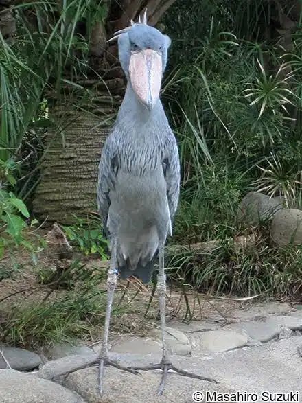 【画像】ワイ「たまには鳥さんの話しようや、ネット民の一番好きな鳥は？」 | 【画像】ワイ「たまには鳥さんの話しようや、ネット民の一番好きな鳥は？」 | 【画像】ワイ「たまには鳥さんの話しようや、ネット民の一番好きな鳥は？」 | 【画像】ワイ「たまには鳥さんの話しようや、ネット民の一番好きな鳥は？」 | 【画像】ワイ「たまには鳥さんの話しようや、ネット民の一番好きな鳥は？」 | 【画像】ワイ「たまには鳥さんの話しようや、ネット民の一番好きな鳥は？」 | 【画像】ワイ「たまには鳥さんの話しようや、ネット民の一番好きな鳥は？」 | 【画像】ワイ「たまには鳥さんの話しようや、ネット民の一番好きな鳥は？」 | 【画像】ワイ「たまには鳥さんの話しようや、ネット民の一番好きな鳥は？」 | 【画像】ワイ「たまには鳥さんの話しようや、ネット民の一番好きな鳥は？」 | 【画像】ワイ「たまには鳥さんの話しようや、ネット民の一番好きな鳥は？」 | 【画像】ワイ「たまには鳥さんの話しようや、ネット民の一番好きな鳥は？」 | 【画像】ワイ「たまには鳥さんの話しようや、ネット民の一番好きな鳥は？」 | 【画像】ワイ「たまには鳥さんの話しようや、ネット民の一番好きな鳥は？」 | 【画像】ワイ「たまには鳥さんの話しようや、ネット民の一番好きな鳥は？」 | やっちまった速報(画像27030613125154_15)