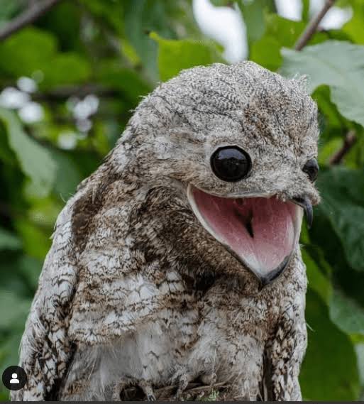 【画像】ワイ「たまには鳥さんの話しようや、ネット民の一番好きな鳥は？」 | 【画像】ワイ「たまには鳥さんの話しようや、ネット民の一番好きな鳥は？」 | 【画像】ワイ「たまには鳥さんの話しようや、ネット民の一番好きな鳥は？」 | 【画像】ワイ「たまには鳥さんの話しようや、ネット民の一番好きな鳥は？」 | 【画像】ワイ「たまには鳥さんの話しようや、ネット民の一番好きな鳥は？」 | 【画像】ワイ「たまには鳥さんの話しようや、ネット民の一番好きな鳥は？」 | 【画像】ワイ「たまには鳥さんの話しようや、ネット民の一番好きな鳥は？」 | 【画像】ワイ「たまには鳥さんの話しようや、ネット民の一番好きな鳥は？」 | 【画像】ワイ「たまには鳥さんの話しようや、ネット民の一番好きな鳥は？」 | 【画像】ワイ「たまには鳥さんの話しようや、ネット民の一番好きな鳥は？」 | 【画像】ワイ「たまには鳥さんの話しようや、ネット民の一番好きな鳥は？」 | 【画像】ワイ「たまには鳥さんの話しようや、ネット民の一番好きな鳥は？」 | 【画像】ワイ「たまには鳥さんの話しようや、ネット民の一番好きな鳥は？」 | 【画像】ワイ「たまには鳥さんの話しようや、ネット民の一番好きな鳥は？」 | 【画像】ワイ「たまには鳥さんの話しようや、ネット民の一番好きな鳥は？」 | 【画像】ワイ「たまには鳥さんの話しようや、ネット民の一番好きな鳥は？」 | 【画像】ワイ「たまには鳥さんの話しようや、ネット民の一番好きな鳥は？」 | 【画像】ワイ「たまには鳥さんの話しようや、ネット民の一番好きな鳥は？」 | やっちまった速報(画像27030615208690_18)