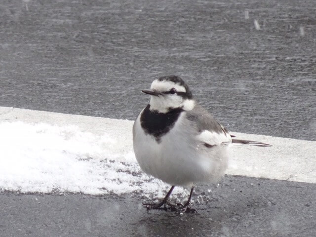 【画像】ワイ「たまには鳥さんの話しようや、ネット民の一番好きな鳥は？」 | 【画像】ワイ「たまには鳥さんの話しようや、ネット民の一番好きな鳥は？」 | 【画像】ワイ「たまには鳥さんの話しようや、ネット民の一番好きな鳥は？」 | 【画像】ワイ「たまには鳥さんの話しようや、ネット民の一番好きな鳥は？」 | 【画像】ワイ「たまには鳥さんの話しようや、ネット民の一番好きな鳥は？」 | 【画像】ワイ「たまには鳥さんの話しようや、ネット民の一番好きな鳥は？」 | 【画像】ワイ「たまには鳥さんの話しようや、ネット民の一番好きな鳥は？」 | 【画像】ワイ「たまには鳥さんの話しようや、ネット民の一番好きな鳥は？」 | 【画像】ワイ「たまには鳥さんの話しようや、ネット民の一番好きな鳥は？」 | 【画像】ワイ「たまには鳥さんの話しようや、ネット民の一番好きな鳥は？」 | 【画像】ワイ「たまには鳥さんの話しようや、ネット民の一番好きな鳥は？」 | 【画像】ワイ「たまには鳥さんの話しようや、ネット民の一番好きな鳥は？」 | 【画像】ワイ「たまには鳥さんの話しようや、ネット民の一番好きな鳥は？」 | 【画像】ワイ「たまには鳥さんの話しようや、ネット民の一番好きな鳥は？」 | 【画像】ワイ「たまには鳥さんの話しようや、ネット民の一番好きな鳥は？」 | 【画像】ワイ「たまには鳥さんの話しようや、ネット民の一番好きな鳥は？」 | 【画像】ワイ「たまには鳥さんの話しようや、ネット民の一番好きな鳥は？」 | 【画像】ワイ「たまには鳥さんの話しようや、ネット民の一番好きな鳥は？」 | 【画像】ワイ「たまには鳥さんの話しようや、ネット民の一番好きな鳥は？」 | 【画像】ワイ「たまには鳥さんの話しようや、ネット民の一番好きな鳥は？」 | やっちまった速報(画像27030616500844_20)