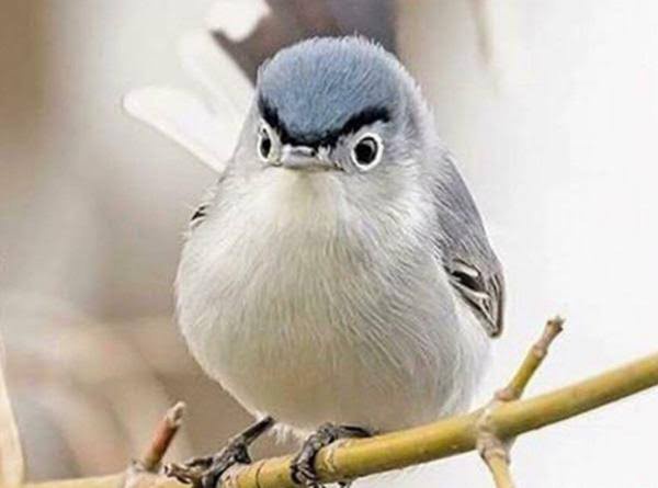 【画像】ワイ「たまには鳥さんの話しようや、ネット民の一番好きな鳥は？」 | 【画像】ワイ「たまには鳥さんの話しようや、ネット民の一番好きな鳥は？」 | 【画像】ワイ「たまには鳥さんの話しようや、ネット民の一番好きな鳥は？」 | 【画像】ワイ「たまには鳥さんの話しようや、ネット民の一番好きな鳥は？」 | 【画像】ワイ「たまには鳥さんの話しようや、ネット民の一番好きな鳥は？」 | 【画像】ワイ「たまには鳥さんの話しようや、ネット民の一番好きな鳥は？」 | 【画像】ワイ「たまには鳥さんの話しようや、ネット民の一番好きな鳥は？」 | 【画像】ワイ「たまには鳥さんの話しようや、ネット民の一番好きな鳥は？」 | 【画像】ワイ「たまには鳥さんの話しようや、ネット民の一番好きな鳥は？」 | 【画像】ワイ「たまには鳥さんの話しようや、ネット民の一番好きな鳥は？」 | 【画像】ワイ「たまには鳥さんの話しようや、ネット民の一番好きな鳥は？」 | 【画像】ワイ「たまには鳥さんの話しようや、ネット民の一番好きな鳥は？」 | 【画像】ワイ「たまには鳥さんの話しようや、ネット民の一番好きな鳥は？」 | 【画像】ワイ「たまには鳥さんの話しようや、ネット民の一番好きな鳥は？」 | 【画像】ワイ「たまには鳥さんの話しようや、ネット民の一番好きな鳥は？」 | 【画像】ワイ「たまには鳥さんの話しようや、ネット民の一番好きな鳥は？」 | 【画像】ワイ「たまには鳥さんの話しようや、ネット民の一番好きな鳥は？」 | 【画像】ワイ「たまには鳥さんの話しようや、ネット民の一番好きな鳥は？」 | 【画像】ワイ「たまには鳥さんの話しようや、ネット民の一番好きな鳥は？」 | 【画像】ワイ「たまには鳥さんの話しようや、ネット民の一番好きな鳥は？」 | 【画像】ワイ「たまには鳥さんの話しようや、ネット民の一番好きな鳥は？」 | 【画像】ワイ「たまには鳥さんの話しようや、ネット民の一番好きな鳥は？」 | やっちまった速報(画像27030617456618_22)