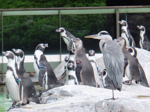 【画像】ワイ「たまには鳥さんの話しようや、ネット民の一番好きな鳥は？」 | 【画像】ワイ「たまには鳥さんの話しようや、ネット民の一番好きな鳥は？」 | 【画像】ワイ「たまには鳥さんの話しようや、ネット民の一番好きな鳥は？」 | 【画像】ワイ「たまには鳥さんの話しようや、ネット民の一番好きな鳥は？」 | 【画像】ワイ「たまには鳥さんの話しようや、ネット民の一番好きな鳥は？」 | 【画像】ワイ「たまには鳥さんの話しようや、ネット民の一番好きな鳥は？」 | 【画像】ワイ「たまには鳥さんの話しようや、ネット民の一番好きな鳥は？」 | 【画像】ワイ「たまには鳥さんの話しようや、ネット民の一番好きな鳥は？」 | 【画像】ワイ「たまには鳥さんの話しようや、ネット民の一番好きな鳥は？」 | 【画像】ワイ「たまには鳥さんの話しようや、ネット民の一番好きな鳥は？」 | 【画像】ワイ「たまには鳥さんの話しようや、ネット民の一番好きな鳥は？」 | 【画像】ワイ「たまには鳥さんの話しようや、ネット民の一番好きな鳥は？」 | 【画像】ワイ「たまには鳥さんの話しようや、ネット民の一番好きな鳥は？」 | 【画像】ワイ「たまには鳥さんの話しようや、ネット民の一番好きな鳥は？」 | 【画像】ワイ「たまには鳥さんの話しようや、ネット民の一番好きな鳥は？」 | 【画像】ワイ「たまには鳥さんの話しようや、ネット民の一番好きな鳥は？」 | 【画像】ワイ「たまには鳥さんの話しようや、ネット民の一番好きな鳥は？」 | 【画像】ワイ「たまには鳥さんの話しようや、ネット民の一番好きな鳥は？」 | 【画像】ワイ「たまには鳥さんの話しようや、ネット民の一番好きな鳥は？」 | 【画像】ワイ「たまには鳥さんの話しようや、ネット民の一番好きな鳥は？」 | 【画像】ワイ「たまには鳥さんの話しようや、ネット民の一番好きな鳥は？」 | 【画像】ワイ「たまには鳥さんの話しようや、ネット民の一番好きな鳥は？」 | 【画像】ワイ「たまには鳥さんの話しようや、ネット民の一番好きな鳥は？」 | 【画像】ワイ「たまには鳥さんの話しようや、ネット民の一番好きな鳥は？」 | やっちまった速報(画像27030618394694_24)