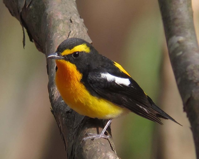 【画像】ワイ「たまには鳥さんの話しようや、ネット民の一番好きな鳥は？」 | 【画像】ワイ「たまには鳥さんの話しようや、ネット民の一番好きな鳥は？」 | 【画像】ワイ「たまには鳥さんの話しようや、ネット民の一番好きな鳥は？」 | 【画像】ワイ「たまには鳥さんの話しようや、ネット民の一番好きな鳥は？」 | 【画像】ワイ「たまには鳥さんの話しようや、ネット民の一番好きな鳥は？」 | 【画像】ワイ「たまには鳥さんの話しようや、ネット民の一番好きな鳥は？」 | 【画像】ワイ「たまには鳥さんの話しようや、ネット民の一番好きな鳥は？」 | 【画像】ワイ「たまには鳥さんの話しようや、ネット民の一番好きな鳥は？」 | 【画像】ワイ「たまには鳥さんの話しようや、ネット民の一番好きな鳥は？」 | 【画像】ワイ「たまには鳥さんの話しようや、ネット民の一番好きな鳥は？」 | 【画像】ワイ「たまには鳥さんの話しようや、ネット民の一番好きな鳥は？」 | 【画像】ワイ「たまには鳥さんの話しようや、ネット民の一番好きな鳥は？」 | 【画像】ワイ「たまには鳥さんの話しようや、ネット民の一番好きな鳥は？」 | 【画像】ワイ「たまには鳥さんの話しようや、ネット民の一番好きな鳥は？」 | 【画像】ワイ「たまには鳥さんの話しようや、ネット民の一番好きな鳥は？」 | 【画像】ワイ「たまには鳥さんの話しようや、ネット民の一番好きな鳥は？」 | 【画像】ワイ「たまには鳥さんの話しようや、ネット民の一番好きな鳥は？」 | 【画像】ワイ「たまには鳥さんの話しようや、ネット民の一番好きな鳥は？」 | 【画像】ワイ「たまには鳥さんの話しようや、ネット民の一番好きな鳥は？」 | 【画像】ワイ「たまには鳥さんの話しようや、ネット民の一番好きな鳥は？」 | 【画像】ワイ「たまには鳥さんの話しようや、ネット民の一番好きな鳥は？」 | 【画像】ワイ「たまには鳥さんの話しようや、ネット民の一番好きな鳥は？」 | 【画像】ワイ「たまには鳥さんの話しようや、ネット民の一番好きな鳥は？」 | 【画像】ワイ「たまには鳥さんの話しようや、ネット民の一番好きな鳥は？」 | 【画像】ワイ「たまには鳥さんの話しようや、ネット民の一番好きな鳥は？」 | やっちまった速報(画像27030618856687_25)