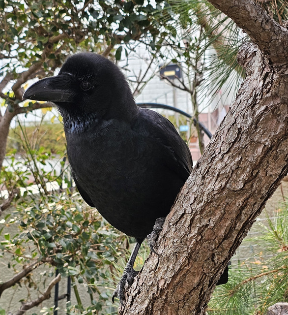 【画像】ワイ「たまには鳥さんの話しようや、ネット民の一番好きな鳥は？」 | 【画像】ワイ「たまには鳥さんの話しようや、ネット民の一番好きな鳥は？」 | 【画像】ワイ「たまには鳥さんの話しようや、ネット民の一番好きな鳥は？」 | 【画像】ワイ「たまには鳥さんの話しようや、ネット民の一番好きな鳥は？」 | 【画像】ワイ「たまには鳥さんの話しようや、ネット民の一番好きな鳥は？」 | 【画像】ワイ「たまには鳥さんの話しようや、ネット民の一番好きな鳥は？」 | 【画像】ワイ「たまには鳥さんの話しようや、ネット民の一番好きな鳥は？」 | 【画像】ワイ「たまには鳥さんの話しようや、ネット民の一番好きな鳥は？」 | 【画像】ワイ「たまには鳥さんの話しようや、ネット民の一番好きな鳥は？」 | 【画像】ワイ「たまには鳥さんの話しようや、ネット民の一番好きな鳥は？」 | 【画像】ワイ「たまには鳥さんの話しようや、ネット民の一番好きな鳥は？」 | 【画像】ワイ「たまには鳥さんの話しようや、ネット民の一番好きな鳥は？」 | 【画像】ワイ「たまには鳥さんの話しようや、ネット民の一番好きな鳥は？」 | 【画像】ワイ「たまには鳥さんの話しようや、ネット民の一番好きな鳥は？」 | 【画像】ワイ「たまには鳥さんの話しようや、ネット民の一番好きな鳥は？」 | 【画像】ワイ「たまには鳥さんの話しようや、ネット民の一番好きな鳥は？」 | 【画像】ワイ「たまには鳥さんの話しようや、ネット民の一番好きな鳥は？」 | 【画像】ワイ「たまには鳥さんの話しようや、ネット民の一番好きな鳥は？」 | 【画像】ワイ「たまには鳥さんの話しようや、ネット民の一番好きな鳥は？」 | 【画像】ワイ「たまには鳥さんの話しようや、ネット民の一番好きな鳥は？」 | 【画像】ワイ「たまには鳥さんの話しようや、ネット民の一番好きな鳥は？」 | 【画像】ワイ「たまには鳥さんの話しようや、ネット民の一番好きな鳥は？」 | 【画像】ワイ「たまには鳥さんの話しようや、ネット民の一番好きな鳥は？」 | 【画像】ワイ「たまには鳥さんの話しようや、ネット民の一番好きな鳥は？」 | 【画像】ワイ「たまには鳥さんの話しようや、ネット民の一番好きな鳥は？」 | 【画像】ワイ「たまには鳥さんの話しようや、ネット民の一番好きな鳥は？」 | やっちまった速報(画像27030619360421_26)