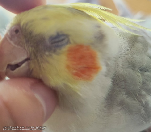 【画像】ワイ「たまには鳥さんの話しようや、ネット民の一番好きな鳥は？」 | 【画像】ワイ「たまには鳥さんの話しようや、ネット民の一番好きな鳥は？」 | 【画像】ワイ「たまには鳥さんの話しようや、ネット民の一番好きな鳥は？」 | 【画像】ワイ「たまには鳥さんの話しようや、ネット民の一番好きな鳥は？」 | 【画像】ワイ「たまには鳥さんの話しようや、ネット民の一番好きな鳥は？」 | 【画像】ワイ「たまには鳥さんの話しようや、ネット民の一番好きな鳥は？」 | 【画像】ワイ「たまには鳥さんの話しようや、ネット民の一番好きな鳥は？」 | 【画像】ワイ「たまには鳥さんの話しようや、ネット民の一番好きな鳥は？」 | 【画像】ワイ「たまには鳥さんの話しようや、ネット民の一番好きな鳥は？」 | 【画像】ワイ「たまには鳥さんの話しようや、ネット民の一番好きな鳥は？」 | 【画像】ワイ「たまには鳥さんの話しようや、ネット民の一番好きな鳥は？」 | 【画像】ワイ「たまには鳥さんの話しようや、ネット民の一番好きな鳥は？」 | 【画像】ワイ「たまには鳥さんの話しようや、ネット民の一番好きな鳥は？」 | 【画像】ワイ「たまには鳥さんの話しようや、ネット民の一番好きな鳥は？」 | 【画像】ワイ「たまには鳥さんの話しようや、ネット民の一番好きな鳥は？」 | 【画像】ワイ「たまには鳥さんの話しようや、ネット民の一番好きな鳥は？」 | 【画像】ワイ「たまには鳥さんの話しようや、ネット民の一番好きな鳥は？」 | 【画像】ワイ「たまには鳥さんの話しようや、ネット民の一番好きな鳥は？」 | 【画像】ワイ「たまには鳥さんの話しようや、ネット民の一番好きな鳥は？」 | 【画像】ワイ「たまには鳥さんの話しようや、ネット民の一番好きな鳥は？」 | 【画像】ワイ「たまには鳥さんの話しようや、ネット民の一番好きな鳥は？」 | 【画像】ワイ「たまには鳥さんの話しようや、ネット民の一番好きな鳥は？」 | 【画像】ワイ「たまには鳥さんの話しようや、ネット民の一番好きな鳥は？」 | 【画像】ワイ「たまには鳥さんの話しようや、ネット民の一番好きな鳥は？」 | 【画像】ワイ「たまには鳥さんの話しようや、ネット民の一番好きな鳥は？」 | 【画像】ワイ「たまには鳥さんの話しようや、ネット民の一番好きな鳥は？」 | 【画像】ワイ「たまには鳥さんの話しようや、ネット民の一番好きな鳥は？」 | 【画像】ワイ「たまには鳥さんの話しようや、ネット民の一番好きな鳥は？」 | 【画像】ワイ「たまには鳥さんの話しようや、ネット民の一番好きな鳥は？」 | 【画像】ワイ「たまには鳥さんの話しようや、ネット民の一番好きな鳥は？」 | やっちまった速報(画像27030621243546_30)