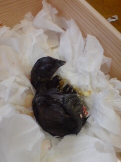 【画像】ワイ「たまには鳥さんの話しようや、ネット民の一番好きな鳥は？」 | 【画像】ワイ「たまには鳥さんの話しようや、ネット民の一番好きな鳥は？」 | 【画像】ワイ「たまには鳥さんの話しようや、ネット民の一番好きな鳥は？」 | 【画像】ワイ「たまには鳥さんの話しようや、ネット民の一番好きな鳥は？」 | 【画像】ワイ「たまには鳥さんの話しようや、ネット民の一番好きな鳥は？」 | 【画像】ワイ「たまには鳥さんの話しようや、ネット民の一番好きな鳥は？」 | 【画像】ワイ「たまには鳥さんの話しようや、ネット民の一番好きな鳥は？」 | 【画像】ワイ「たまには鳥さんの話しようや、ネット民の一番好きな鳥は？」 | 【画像】ワイ「たまには鳥さんの話しようや、ネット民の一番好きな鳥は？」 | 【画像】ワイ「たまには鳥さんの話しようや、ネット民の一番好きな鳥は？」 | 【画像】ワイ「たまには鳥さんの話しようや、ネット民の一番好きな鳥は？」 | 【画像】ワイ「たまには鳥さんの話しようや、ネット民の一番好きな鳥は？」 | 【画像】ワイ「たまには鳥さんの話しようや、ネット民の一番好きな鳥は？」 | 【画像】ワイ「たまには鳥さんの話しようや、ネット民の一番好きな鳥は？」 | 【画像】ワイ「たまには鳥さんの話しようや、ネット民の一番好きな鳥は？」 | 【画像】ワイ「たまには鳥さんの話しようや、ネット民の一番好きな鳥は？」 | 【画像】ワイ「たまには鳥さんの話しようや、ネット民の一番好きな鳥は？」 | 【画像】ワイ「たまには鳥さんの話しようや、ネット民の一番好きな鳥は？」 | 【画像】ワイ「たまには鳥さんの話しようや、ネット民の一番好きな鳥は？」 | 【画像】ワイ「たまには鳥さんの話しようや、ネット民の一番好きな鳥は？」 | 【画像】ワイ「たまには鳥さんの話しようや、ネット民の一番好きな鳥は？」 | 【画像】ワイ「たまには鳥さんの話しようや、ネット民の一番好きな鳥は？」 | 【画像】ワイ「たまには鳥さんの話しようや、ネット民の一番好きな鳥は？」 | 【画像】ワイ「たまには鳥さんの話しようや、ネット民の一番好きな鳥は？」 | 【画像】ワイ「たまには鳥さんの話しようや、ネット民の一番好きな鳥は？」 | 【画像】ワイ「たまには鳥さんの話しようや、ネット民の一番好きな鳥は？」 | 【画像】ワイ「たまには鳥さんの話しようや、ネット民の一番好きな鳥は？」 | 【画像】ワイ「たまには鳥さんの話しようや、ネット民の一番好きな鳥は？」 | 【画像】ワイ「たまには鳥さんの話しようや、ネット民の一番好きな鳥は？」 | 【画像】ワイ「たまには鳥さんの話しようや、ネット民の一番好きな鳥は？」 | 【画像】ワイ「たまには鳥さんの話しようや、ネット民の一番好きな鳥は？」 | 【画像】ワイ「たまには鳥さんの話しようや、ネット民の一番好きな鳥は？」 | やっちまった速報(画像27030622110809_32)