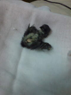 【画像】ワイ「たまには鳥さんの話しようや、ネット民の一番好きな鳥は？」 | 【画像】ワイ「たまには鳥さんの話しようや、ネット民の一番好きな鳥は？」 | 【画像】ワイ「たまには鳥さんの話しようや、ネット民の一番好きな鳥は？」 | 【画像】ワイ「たまには鳥さんの話しようや、ネット民の一番好きな鳥は？」 | 【画像】ワイ「たまには鳥さんの話しようや、ネット民の一番好きな鳥は？」 | 【画像】ワイ「たまには鳥さんの話しようや、ネット民の一番好きな鳥は？」 | 【画像】ワイ「たまには鳥さんの話しようや、ネット民の一番好きな鳥は？」 | 【画像】ワイ「たまには鳥さんの話しようや、ネット民の一番好きな鳥は？」 | 【画像】ワイ「たまには鳥さんの話しようや、ネット民の一番好きな鳥は？」 | 【画像】ワイ「たまには鳥さんの話しようや、ネット民の一番好きな鳥は？」 | 【画像】ワイ「たまには鳥さんの話しようや、ネット民の一番好きな鳥は？」 | 【画像】ワイ「たまには鳥さんの話しようや、ネット民の一番好きな鳥は？」 | 【画像】ワイ「たまには鳥さんの話しようや、ネット民の一番好きな鳥は？」 | 【画像】ワイ「たまには鳥さんの話しようや、ネット民の一番好きな鳥は？」 | 【画像】ワイ「たまには鳥さんの話しようや、ネット民の一番好きな鳥は？」 | 【画像】ワイ「たまには鳥さんの話しようや、ネット民の一番好きな鳥は？」 | 【画像】ワイ「たまには鳥さんの話しようや、ネット民の一番好きな鳥は？」 | 【画像】ワイ「たまには鳥さんの話しようや、ネット民の一番好きな鳥は？」 | 【画像】ワイ「たまには鳥さんの話しようや、ネット民の一番好きな鳥は？」 | 【画像】ワイ「たまには鳥さんの話しようや、ネット民の一番好きな鳥は？」 | 【画像】ワイ「たまには鳥さんの話しようや、ネット民の一番好きな鳥は？」 | 【画像】ワイ「たまには鳥さんの話しようや、ネット民の一番好きな鳥は？」 | 【画像】ワイ「たまには鳥さんの話しようや、ネット民の一番好きな鳥は？」 | 【画像】ワイ「たまには鳥さんの話しようや、ネット民の一番好きな鳥は？」 | 【画像】ワイ「たまには鳥さんの話しようや、ネット民の一番好きな鳥は？」 | 【画像】ワイ「たまには鳥さんの話しようや、ネット民の一番好きな鳥は？」 | 【画像】ワイ「たまには鳥さんの話しようや、ネット民の一番好きな鳥は？」 | 【画像】ワイ「たまには鳥さんの話しようや、ネット民の一番好きな鳥は？」 | 【画像】ワイ「たまには鳥さんの話しようや、ネット民の一番好きな鳥は？」 | 【画像】ワイ「たまには鳥さんの話しようや、ネット民の一番好きな鳥は？」 | 【画像】ワイ「たまには鳥さんの話しようや、ネット民の一番好きな鳥は？」 | 【画像】ワイ「たまには鳥さんの話しようや、ネット民の一番好きな鳥は？」 | 【画像】ワイ「たまには鳥さんの話しようや、ネット民の一番好きな鳥は？」 | やっちまった速報(画像27030622537337_33)