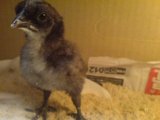 【画像】ワイ「たまには鳥さんの話しようや、ネット民の一番好きな鳥は？」 | 【画像】ワイ「たまには鳥さんの話しようや、ネット民の一番好きな鳥は？」 | 【画像】ワイ「たまには鳥さんの話しようや、ネット民の一番好きな鳥は？」 | 【画像】ワイ「たまには鳥さんの話しようや、ネット民の一番好きな鳥は？」 | 【画像】ワイ「たまには鳥さんの話しようや、ネット民の一番好きな鳥は？」 | 【画像】ワイ「たまには鳥さんの話しようや、ネット民の一番好きな鳥は？」 | 【画像】ワイ「たまには鳥さんの話しようや、ネット民の一番好きな鳥は？」 | 【画像】ワイ「たまには鳥さんの話しようや、ネット民の一番好きな鳥は？」 | 【画像】ワイ「たまには鳥さんの話しようや、ネット民の一番好きな鳥は？」 | 【画像】ワイ「たまには鳥さんの話しようや、ネット民の一番好きな鳥は？」 | 【画像】ワイ「たまには鳥さんの話しようや、ネット民の一番好きな鳥は？」 | 【画像】ワイ「たまには鳥さんの話しようや、ネット民の一番好きな鳥は？」 | 【画像】ワイ「たまには鳥さんの話しようや、ネット民の一番好きな鳥は？」 | 【画像】ワイ「たまには鳥さんの話しようや、ネット民の一番好きな鳥は？」 | 【画像】ワイ「たまには鳥さんの話しようや、ネット民の一番好きな鳥は？」 | 【画像】ワイ「たまには鳥さんの話しようや、ネット民の一番好きな鳥は？」 | 【画像】ワイ「たまには鳥さんの話しようや、ネット民の一番好きな鳥は？」 | 【画像】ワイ「たまには鳥さんの話しようや、ネット民の一番好きな鳥は？」 | 【画像】ワイ「たまには鳥さんの話しようや、ネット民の一番好きな鳥は？」 | 【画像】ワイ「たまには鳥さんの話しようや、ネット民の一番好きな鳥は？」 | 【画像】ワイ「たまには鳥さんの話しようや、ネット民の一番好きな鳥は？」 | 【画像】ワイ「たまには鳥さんの話しようや、ネット民の一番好きな鳥は？」 | 【画像】ワイ「たまには鳥さんの話しようや、ネット民の一番好きな鳥は？」 | 【画像】ワイ「たまには鳥さんの話しようや、ネット民の一番好きな鳥は？」 | 【画像】ワイ「たまには鳥さんの話しようや、ネット民の一番好きな鳥は？」 | 【画像】ワイ「たまには鳥さんの話しようや、ネット民の一番好きな鳥は？」 | 【画像】ワイ「たまには鳥さんの話しようや、ネット民の一番好きな鳥は？」 | 【画像】ワイ「たまには鳥さんの話しようや、ネット民の一番好きな鳥は？」 | 【画像】ワイ「たまには鳥さんの話しようや、ネット民の一番好きな鳥は？」 | 【画像】ワイ「たまには鳥さんの話しようや、ネット民の一番好きな鳥は？」 | 【画像】ワイ「たまには鳥さんの話しようや、ネット民の一番好きな鳥は？」 | 【画像】ワイ「たまには鳥さんの話しようや、ネット民の一番好きな鳥は？」 | 【画像】ワイ「たまには鳥さんの話しようや、ネット民の一番好きな鳥は？」 | 【画像】ワイ「たまには鳥さんの話しようや、ネット民の一番好きな鳥は？」 | やっちまった速報(画像27030622965457_34)