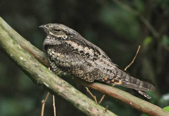 【画像】ワイ「たまには鳥さんの話しようや、ネット民の一番好きな鳥は？」 | 【画像】ワイ「たまには鳥さんの話しようや、ネット民の一番好きな鳥は？」 | 【画像】ワイ「たまには鳥さんの話しようや、ネット民の一番好きな鳥は？」 | 【画像】ワイ「たまには鳥さんの話しようや、ネット民の一番好きな鳥は？」 | 【画像】ワイ「たまには鳥さんの話しようや、ネット民の一番好きな鳥は？」 | 【画像】ワイ「たまには鳥さんの話しようや、ネット民の一番好きな鳥は？」 | 【画像】ワイ「たまには鳥さんの話しようや、ネット民の一番好きな鳥は？」 | 【画像】ワイ「たまには鳥さんの話しようや、ネット民の一番好きな鳥は？」 | 【画像】ワイ「たまには鳥さんの話しようや、ネット民の一番好きな鳥は？」 | 【画像】ワイ「たまには鳥さんの話しようや、ネット民の一番好きな鳥は？」 | 【画像】ワイ「たまには鳥さんの話しようや、ネット民の一番好きな鳥は？」 | 【画像】ワイ「たまには鳥さんの話しようや、ネット民の一番好きな鳥は？」 | 【画像】ワイ「たまには鳥さんの話しようや、ネット民の一番好きな鳥は？」 | 【画像】ワイ「たまには鳥さんの話しようや、ネット民の一番好きな鳥は？」 | 【画像】ワイ「たまには鳥さんの話しようや、ネット民の一番好きな鳥は？」 | 【画像】ワイ「たまには鳥さんの話しようや、ネット民の一番好きな鳥は？」 | 【画像】ワイ「たまには鳥さんの話しようや、ネット民の一番好きな鳥は？」 | 【画像】ワイ「たまには鳥さんの話しようや、ネット民の一番好きな鳥は？」 | 【画像】ワイ「たまには鳥さんの話しようや、ネット民の一番好きな鳥は？」 | 【画像】ワイ「たまには鳥さんの話しようや、ネット民の一番好きな鳥は？」 | 【画像】ワイ「たまには鳥さんの話しようや、ネット民の一番好きな鳥は？」 | 【画像】ワイ「たまには鳥さんの話しようや、ネット民の一番好きな鳥は？」 | 【画像】ワイ「たまには鳥さんの話しようや、ネット民の一番好きな鳥は？」 | 【画像】ワイ「たまには鳥さんの話しようや、ネット民の一番好きな鳥は？」 | 【画像】ワイ「たまには鳥さんの話しようや、ネット民の一番好きな鳥は？」 | 【画像】ワイ「たまには鳥さんの話しようや、ネット民の一番好きな鳥は？」 | 【画像】ワイ「たまには鳥さんの話しようや、ネット民の一番好きな鳥は？」 | 【画像】ワイ「たまには鳥さんの話しようや、ネット民の一番好きな鳥は？」 | 【画像】ワイ「たまには鳥さんの話しようや、ネット民の一番好きな鳥は？」 | 【画像】ワイ「たまには鳥さんの話しようや、ネット民の一番好きな鳥は？」 | 【画像】ワイ「たまには鳥さんの話しようや、ネット民の一番好きな鳥は？」 | 【画像】ワイ「たまには鳥さんの話しようや、ネット民の一番好きな鳥は？」 | 【画像】ワイ「たまには鳥さんの話しようや、ネット民の一番好きな鳥は？」 | 【画像】ワイ「たまには鳥さんの話しようや、ネット民の一番好きな鳥は？」 | 【画像】ワイ「たまには鳥さんの話しようや、ネット民の一番好きな鳥は？」 | 【画像】ワイ「たまには鳥さんの話しようや、ネット民の一番好きな鳥は？」 | やっちまった速報(画像27030623887389_36)