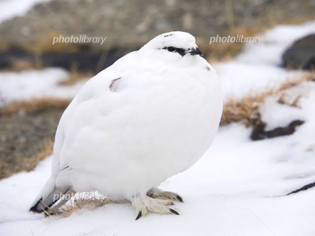 【画像】ワイ「たまには鳥さんの話しようや、ネット民の一番好きな鳥は？」 | 【画像】ワイ「たまには鳥さんの話しようや、ネット民の一番好きな鳥は？」 | 【画像】ワイ「たまには鳥さんの話しようや、ネット民の一番好きな鳥は？」 | 【画像】ワイ「たまには鳥さんの話しようや、ネット民の一番好きな鳥は？」 | 【画像】ワイ「たまには鳥さんの話しようや、ネット民の一番好きな鳥は？」 | 【画像】ワイ「たまには鳥さんの話しようや、ネット民の一番好きな鳥は？」 | 【画像】ワイ「たまには鳥さんの話しようや、ネット民の一番好きな鳥は？」 | やっちまった速報(画像27030608994462_7)